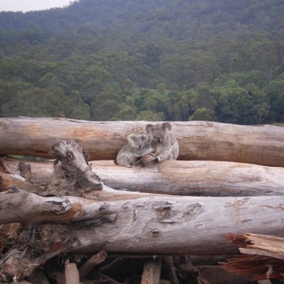 Two koalas sitting on fallen tree trunks